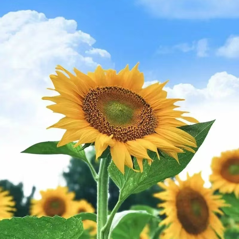 福缘蒂品质葵花籽油