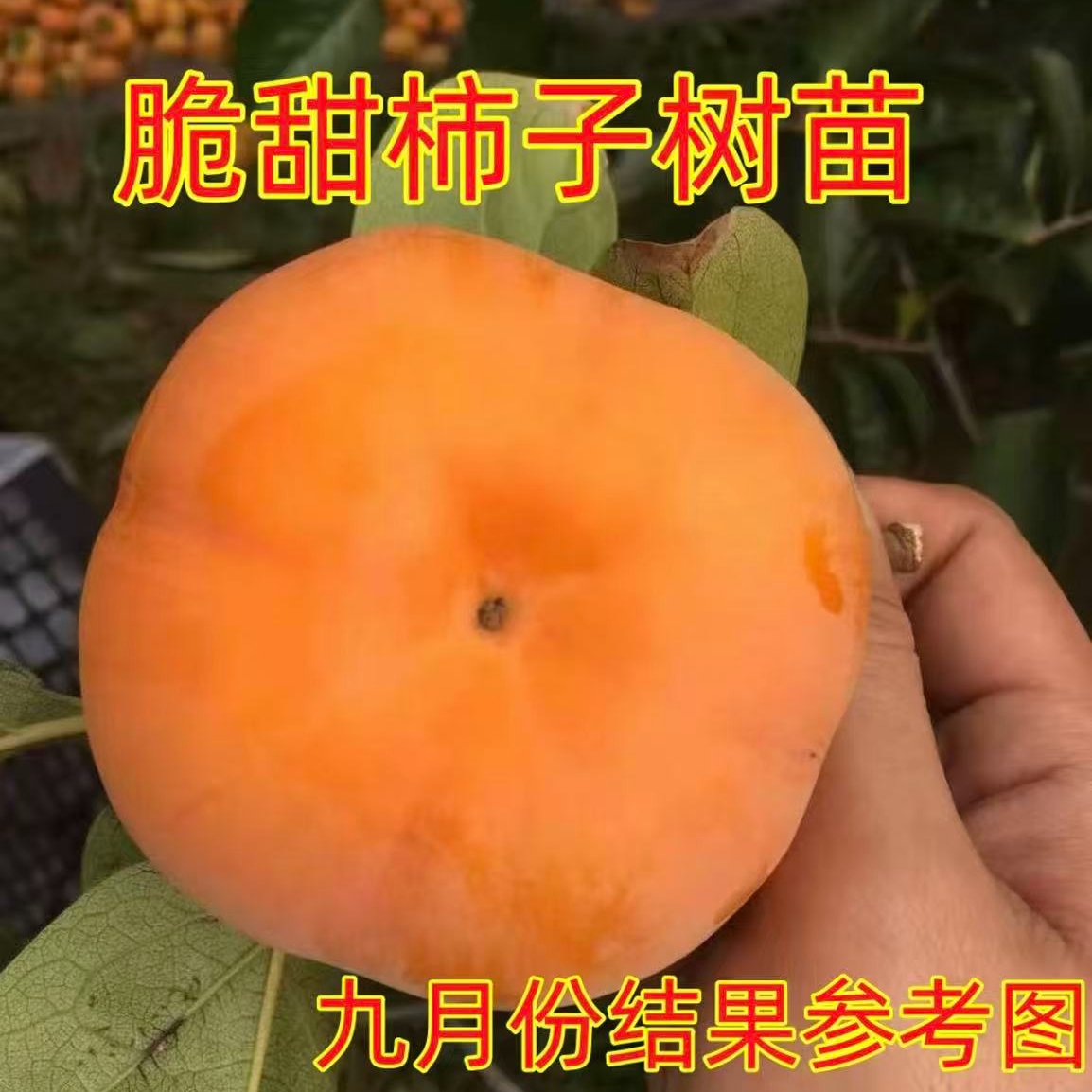 阳丰脆柿柿子苗树脆甜柿无核柿南北方种植庭院地栽当年结果果苗