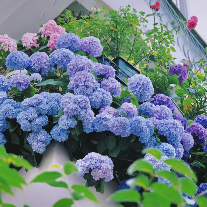 【绣球花种子】四季种植盆栽地栽阳台小院种植