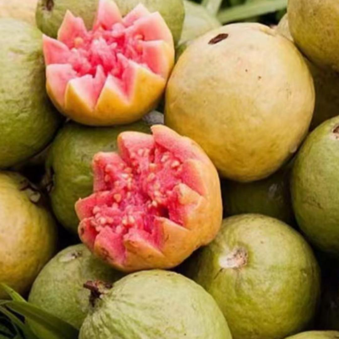 小叶芭乐番石榴果树苗四季品种