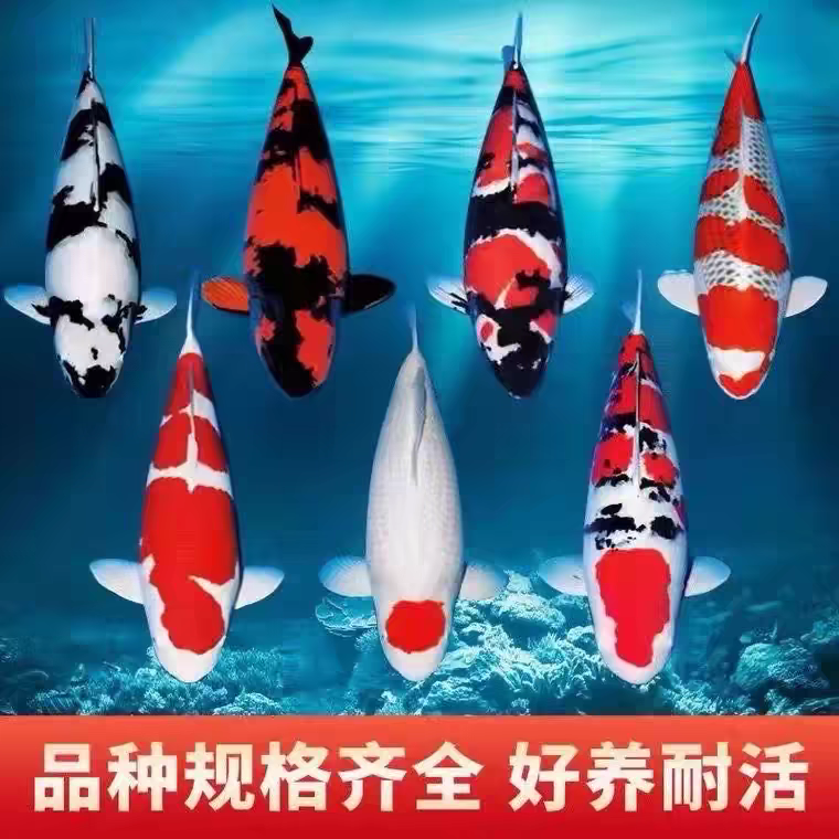 锦鲤观赏鱼 包活不包邮 不支持七天无理由退换货介意勿拍