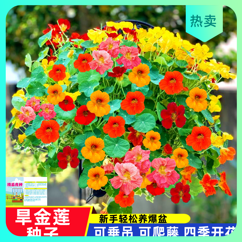 （推荐）种子室内播种易活爬藤旱荷花垂吊花草花卉四季盆栽植物旱金