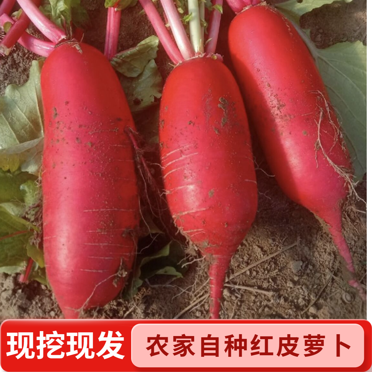 湖北农家自种新鲜红皮萝卜泡菜专用红皮白心萝卜现挖现发