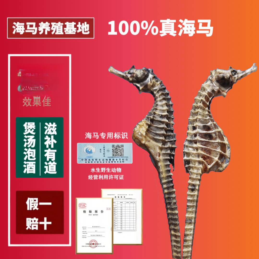 正品海马干货足干适合煲汤泡酒做汤料海马泡酒专用100%正品纯天然
