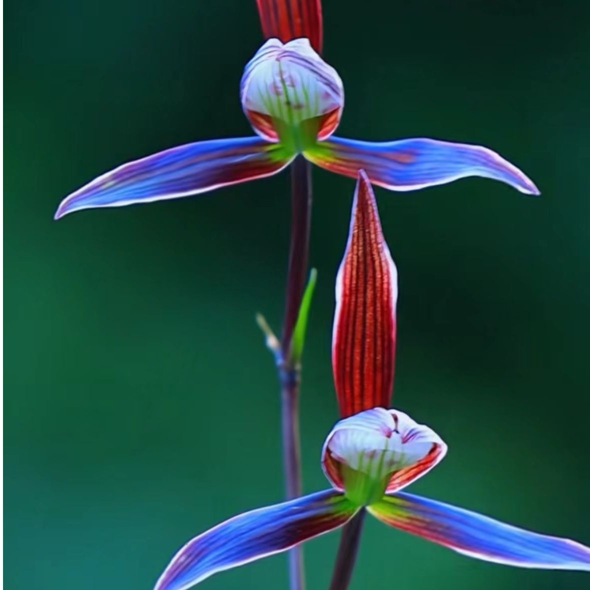 古北壹号优选【天虹】带花苞细叶寒兰花卉直播兰花直播