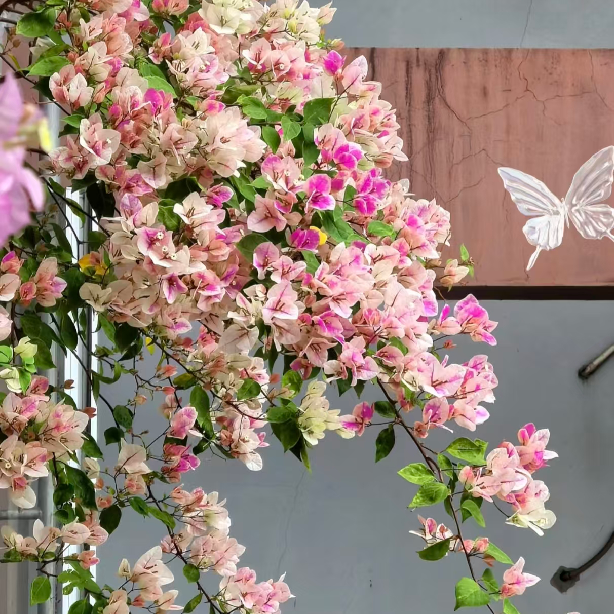 漳红樱（百变花色)三角梅四季开花盆栽适合阳台庭院的好养花卉植物