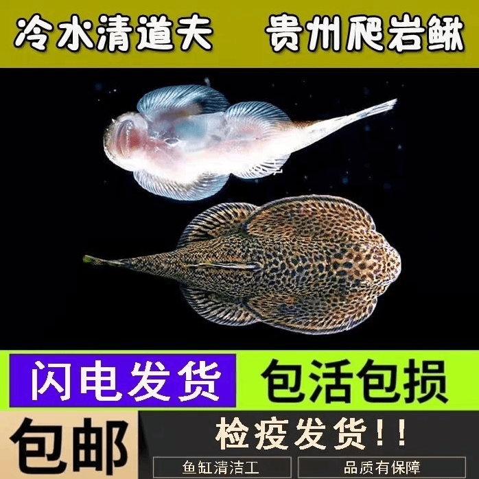 贵州原生爬岩鳅清洁鱼琵琶鼠贵爬吸鳅冷水观赏鱼玻璃缸除藻鱼