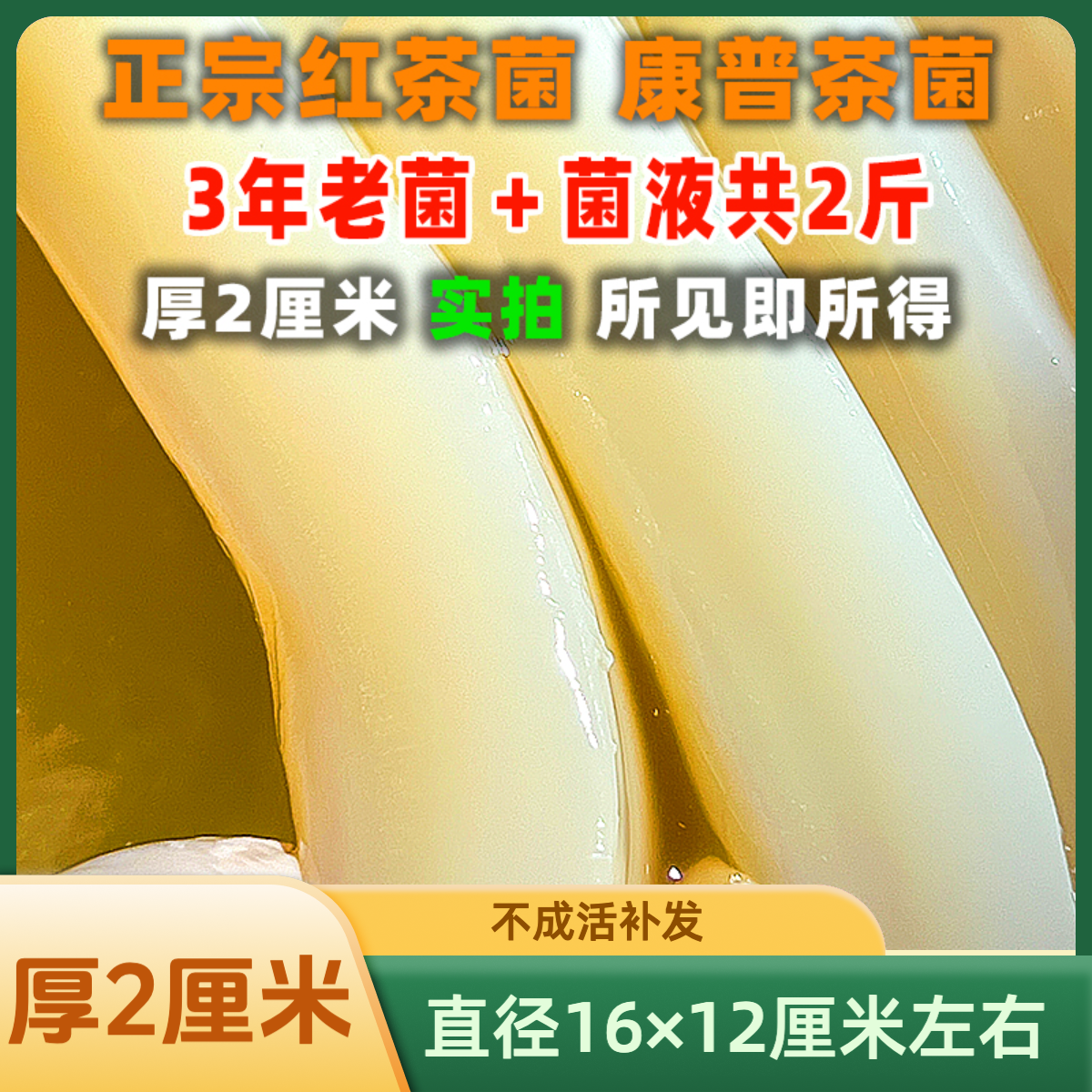 共2斤3年老菌原种红茶菌康普茶醋蛾子海宝胃宝菌胃宝菌