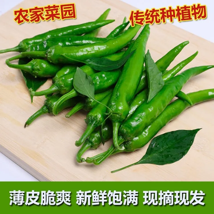 微辣软薄皮青椒新鲜绿色湘研55号杭椒牛角椒虎皮尖椒农家自种青椒