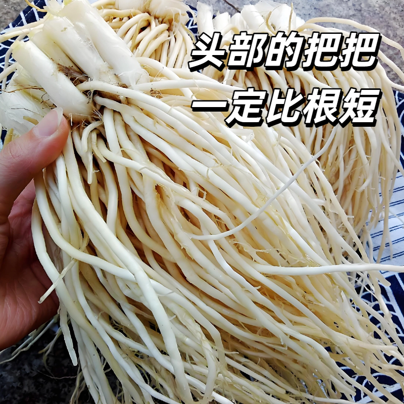 云南新鲜现挖苤菜根佤味鸡爪配菜撇菜根【带头苤菜根】