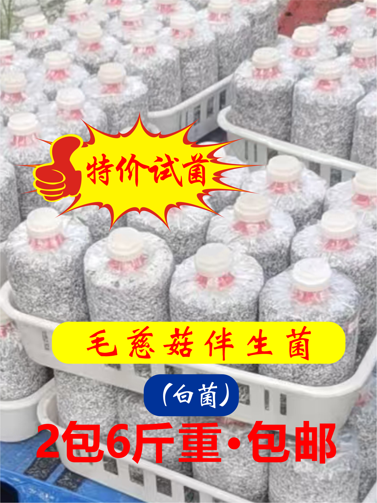 毛慈菇伴生菌（白菌）（特价试菌，2包6斤重）