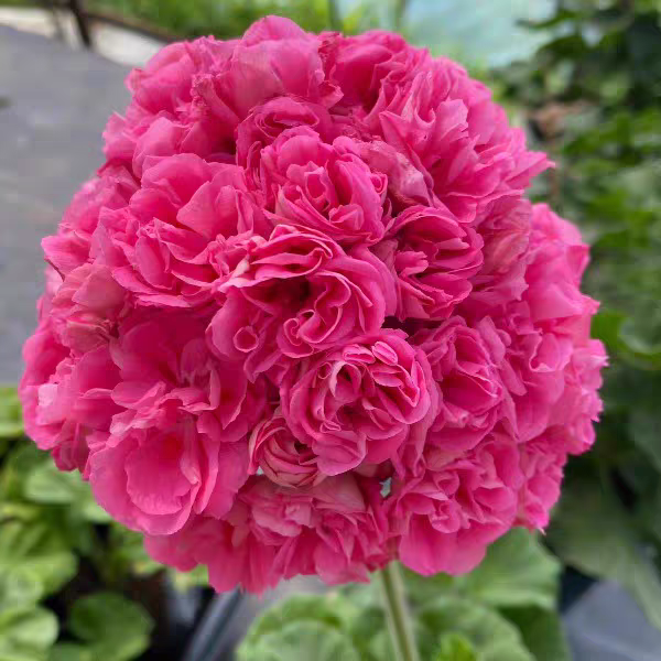 【桃夭】直立天竺葵新品种重瓣不挑环境矮株零下2度拍保温