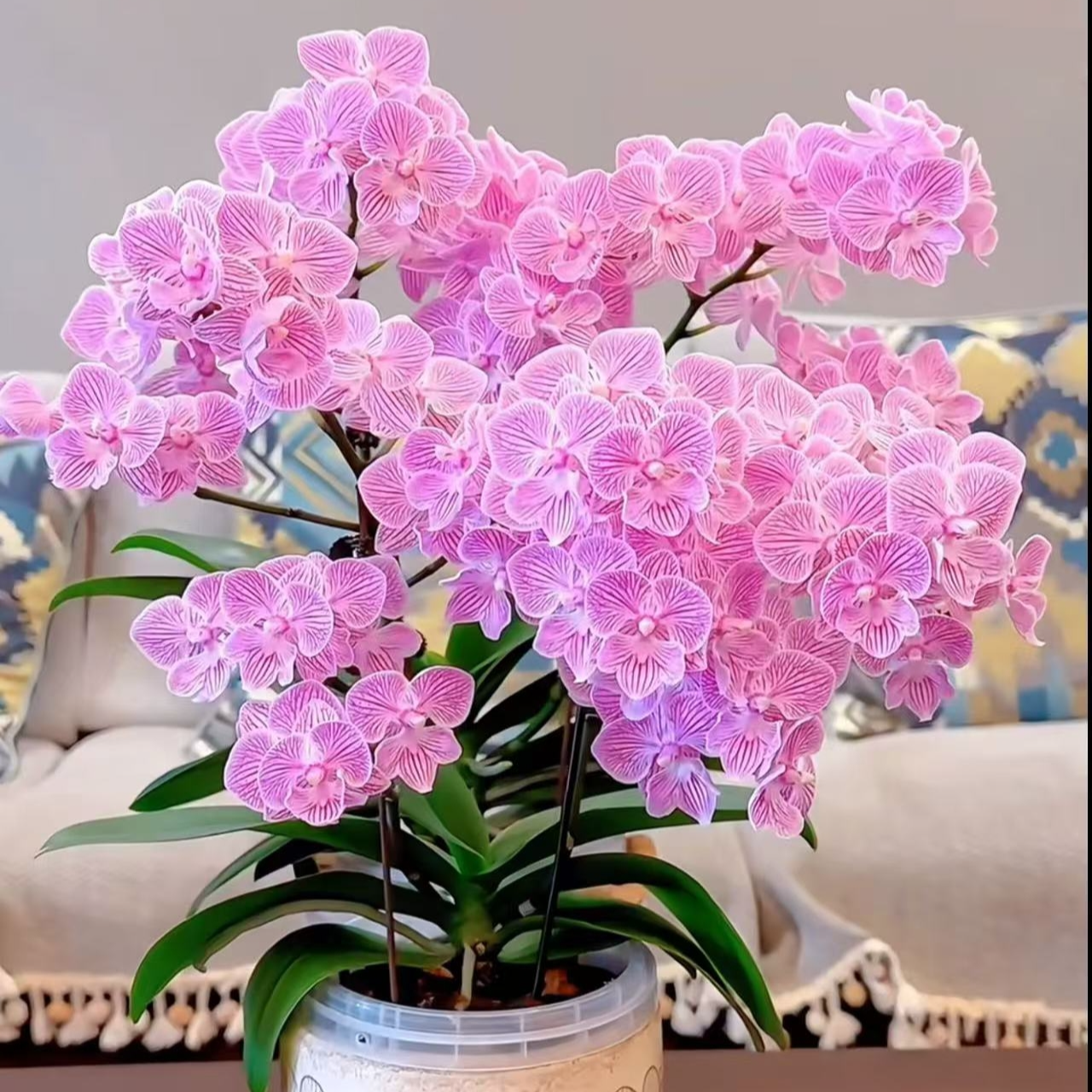 2个花剑  名贵品种 【浪漫樱花】蝴蝶兰能开100多花苞左右