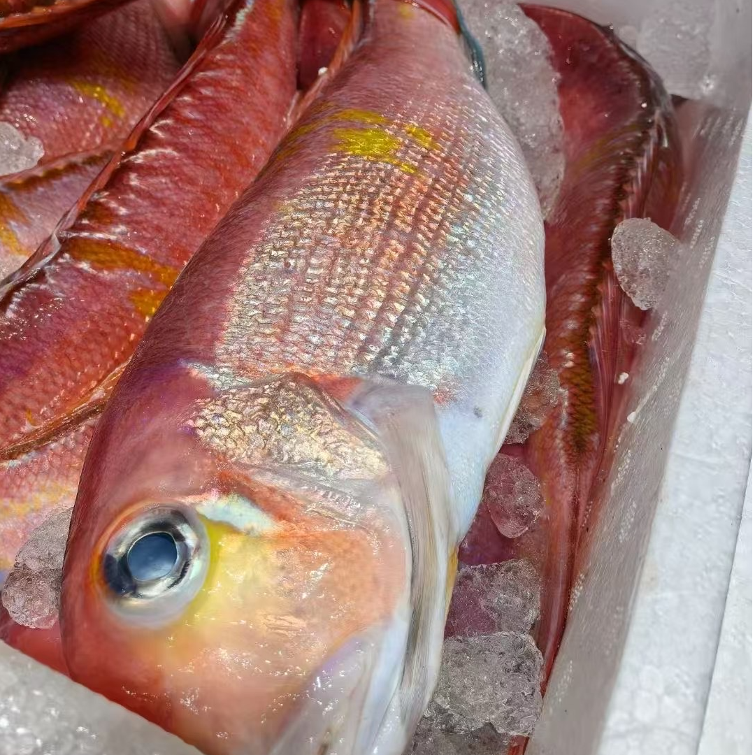 舟山海捕马头鱼顺丰冷链包邮到家
