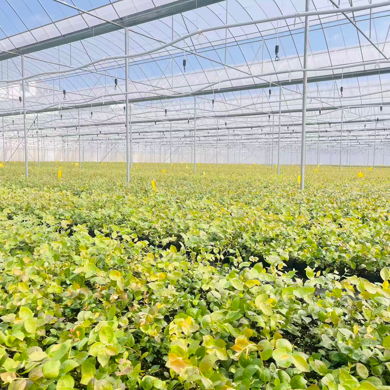 F6蓝莓苗两棵【头茬原盆原土】