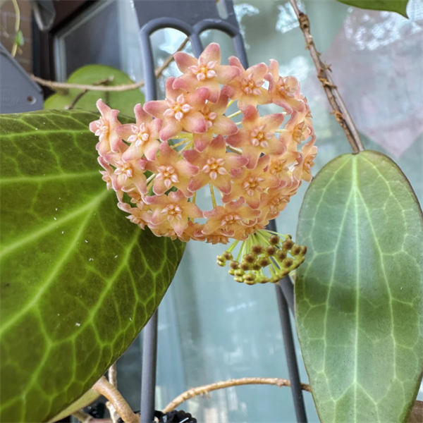 暹罗球兰花盆栽多品种观叶观花植物阳台室内垂吊铃兰爬藤攀援多肉