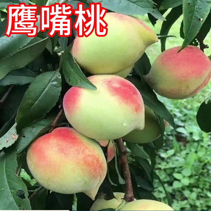 鹰嘴桃树果苗南北方庭院地栽果树特大嫁接盆栽甜脆桃树苗当年结果