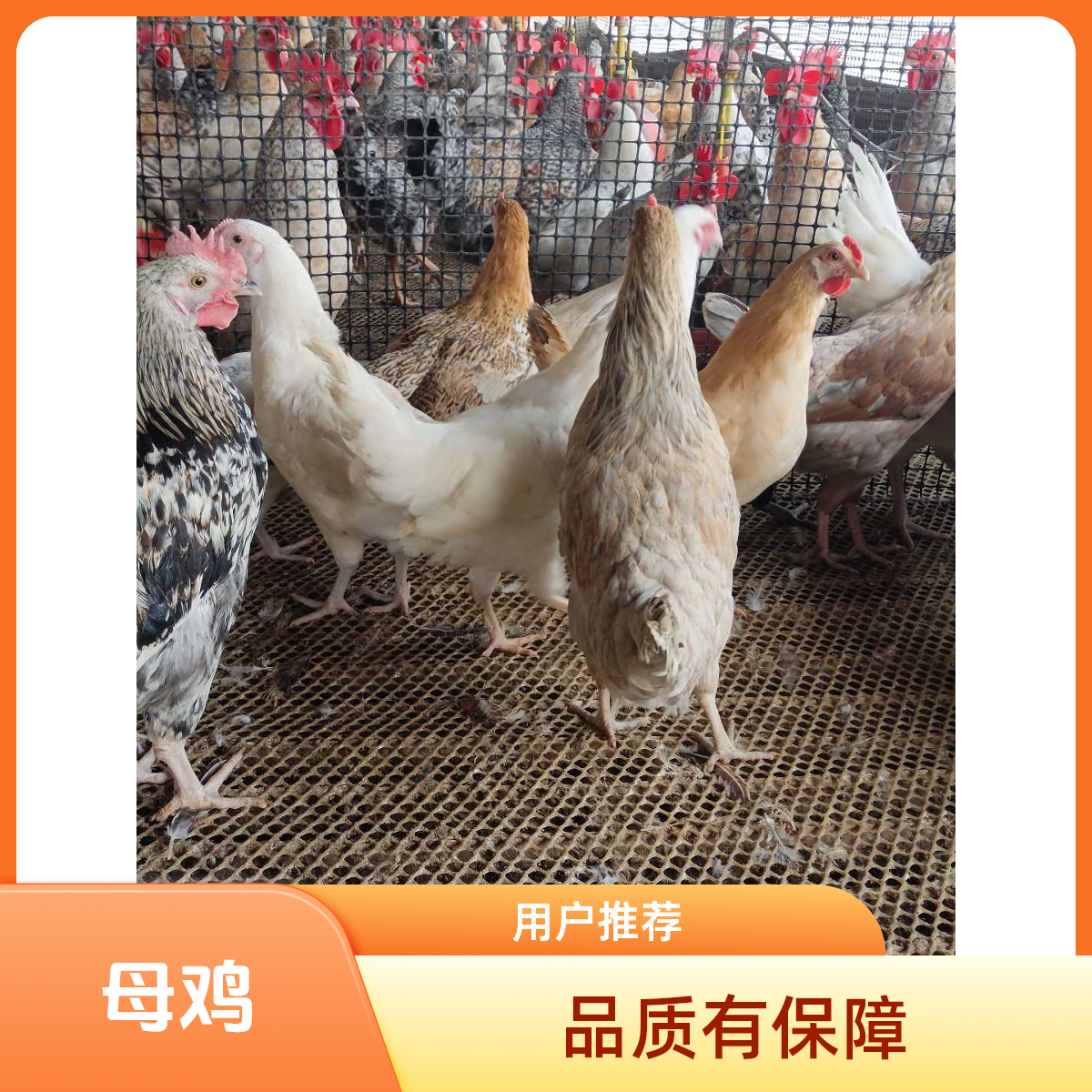 正宗散养花柴细腿走地母鸡