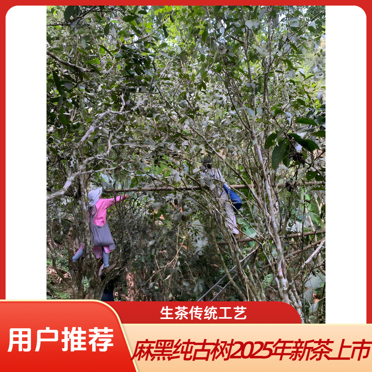 2025年麻黑古树头春散茶
