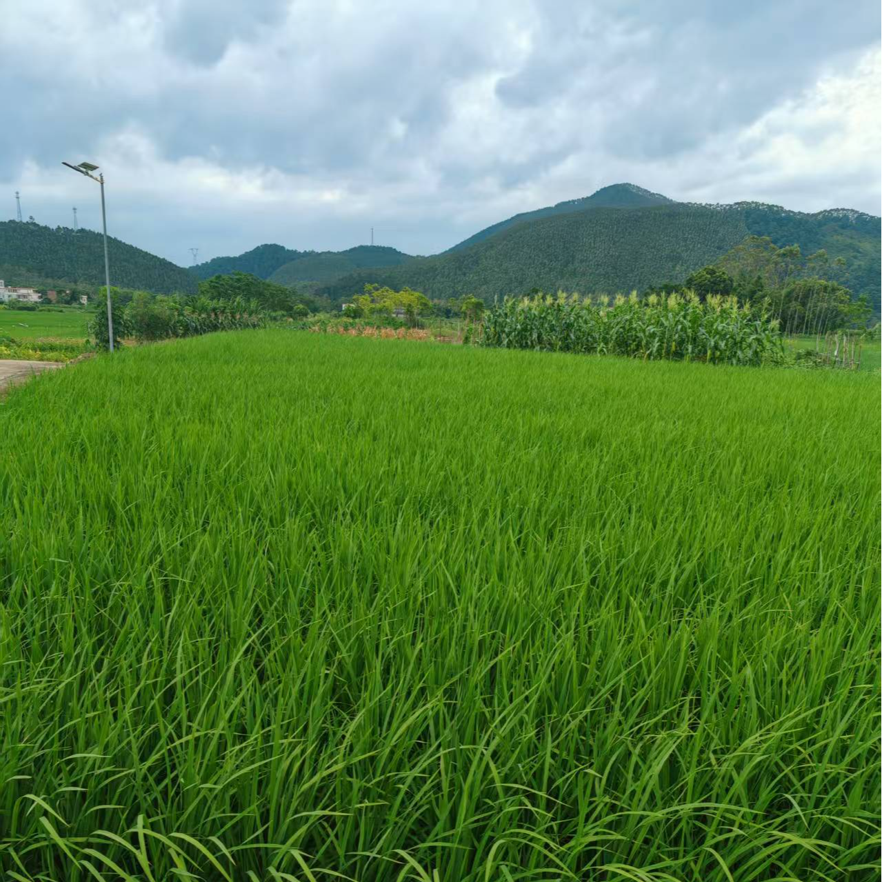 广东大米山泉水灌溉水稻杂优丝苗米2025年新米稻谷本地优质大米