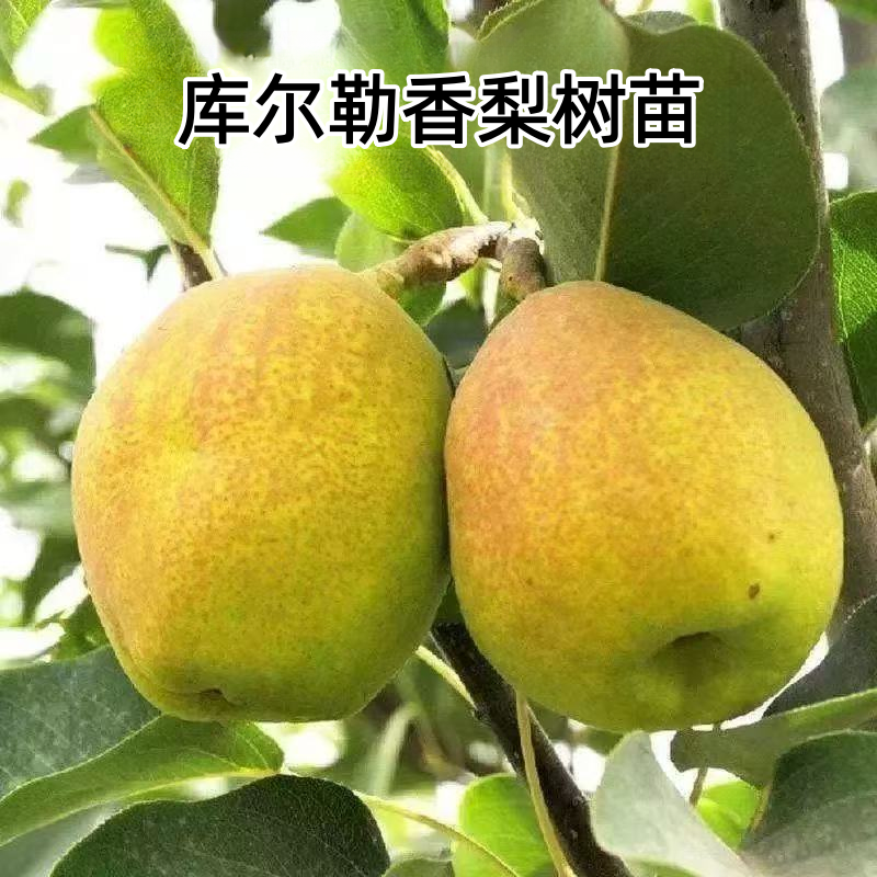 嫁接梨树苗地栽盆栽耐寒库尔勒香梨树苗南北方庭院四季种植果树苗