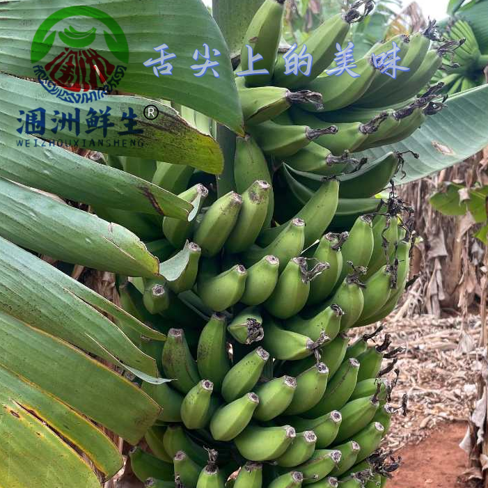 涠洲鲜生：火山土壤生态老品种火山香蕉（精选）广西高山甜蕉