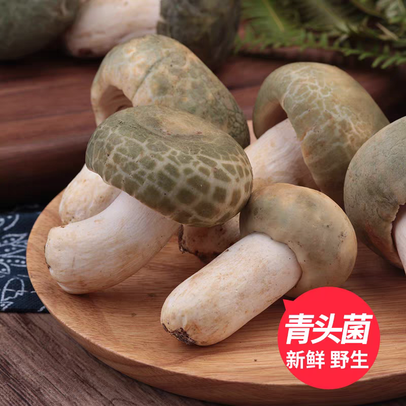 云南特产新鲜食用野生精选【青头菌】顺丰空运包邮