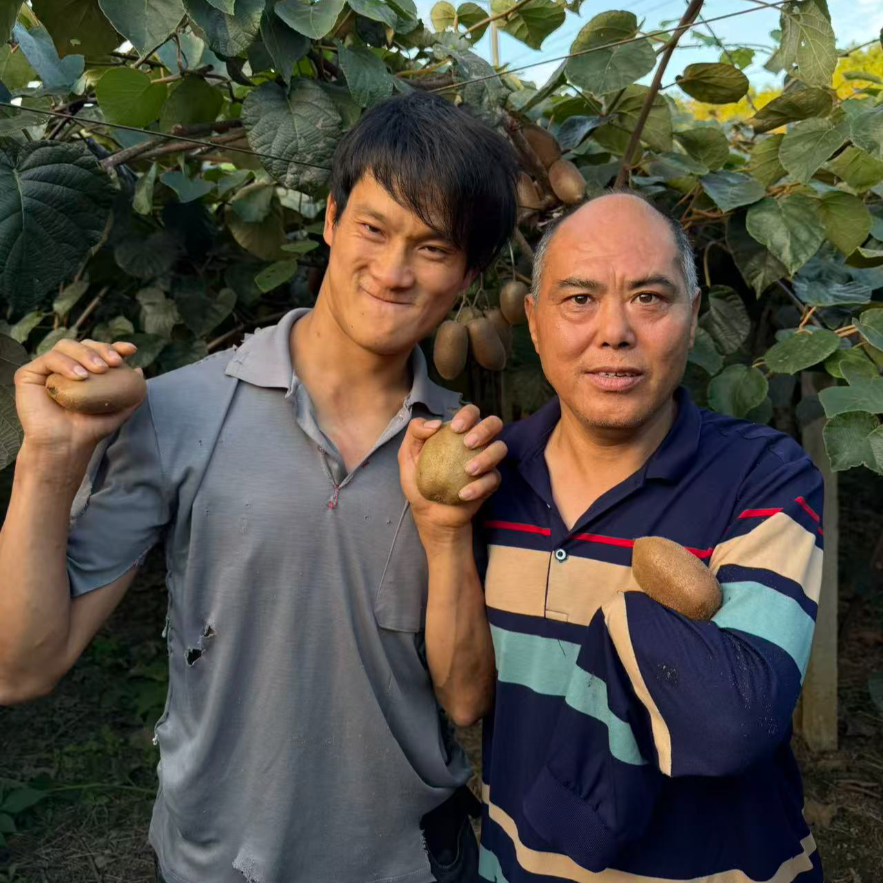 【助力叔叔家猕猴桃】6助农正宗湘西高山现摘现发热卖中净重9斤