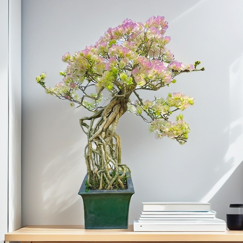 提根三角梅盆景盆栽阳台植物开爆花植物绿樱红樱老桩大棵好养易活