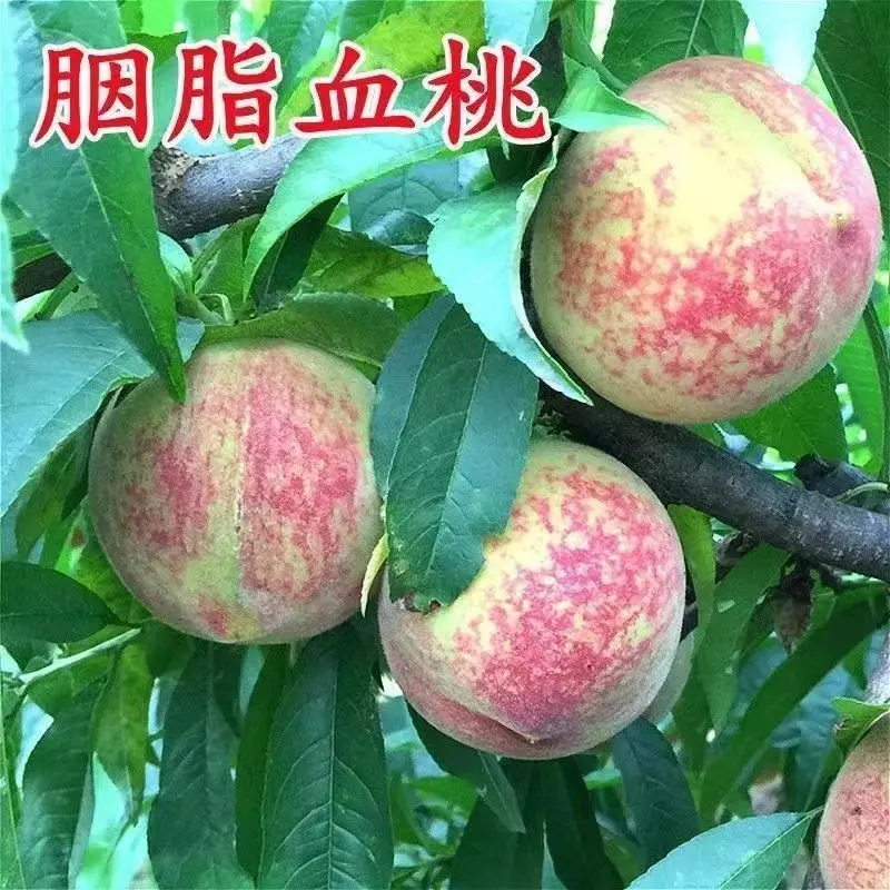 果树苗早熟胭脂红桃树苗 嫁接红肉血桃树苗南方北方种植当年结果