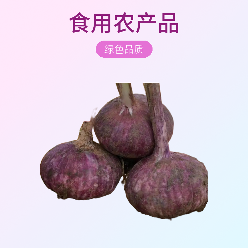 正宗云南大理紫皮独头大蒜新鲜现挖可做腊八蒜糖醋蒜