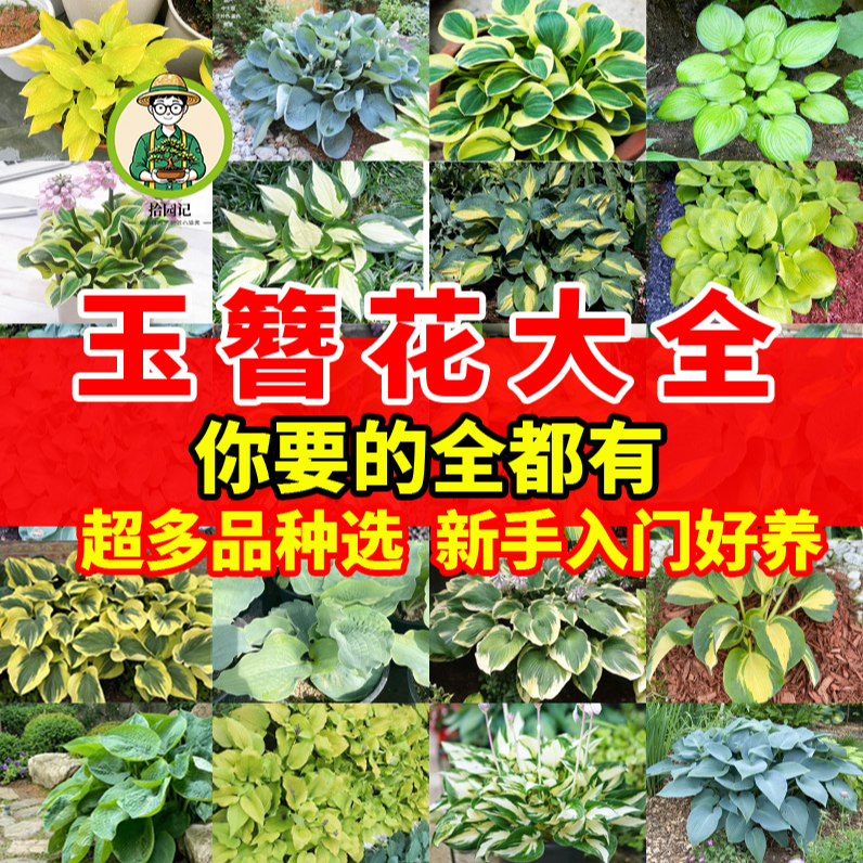 拾园记玉簪花苗多年生宿根耐荫热植物庭院盆栽室内观花观叶绿植物