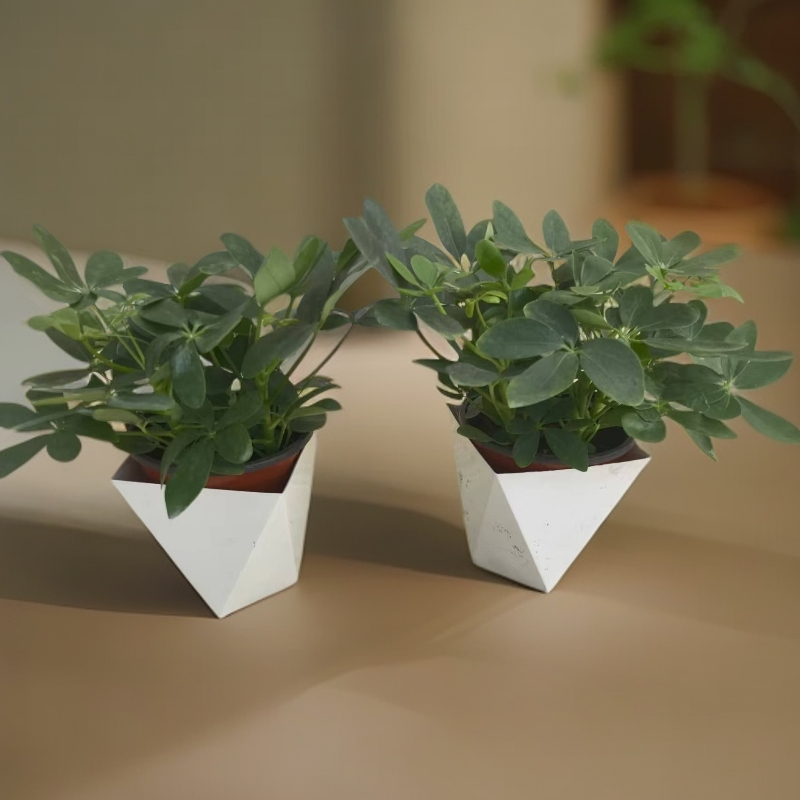 买一送一八方来财鸭脚木盆栽室内桌面绿植四季常青好养净化空气