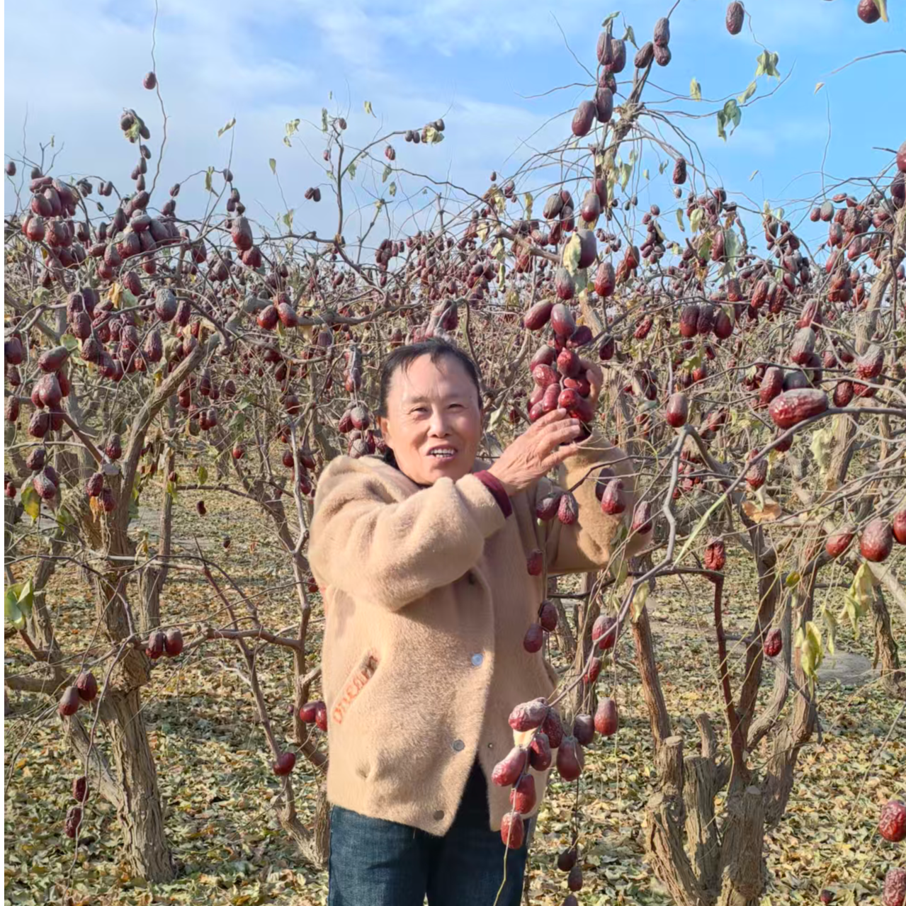 新下树新疆和田大枣2斤5斤装带土带沙产地发货包邮
