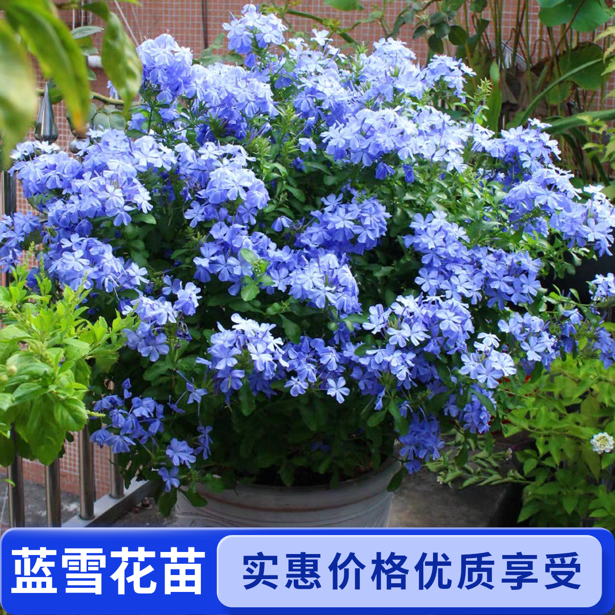 蓝雪花盆栽大苗棒棒糖特大耐热耐寒四季开花阳台花卉基地直销盆栽