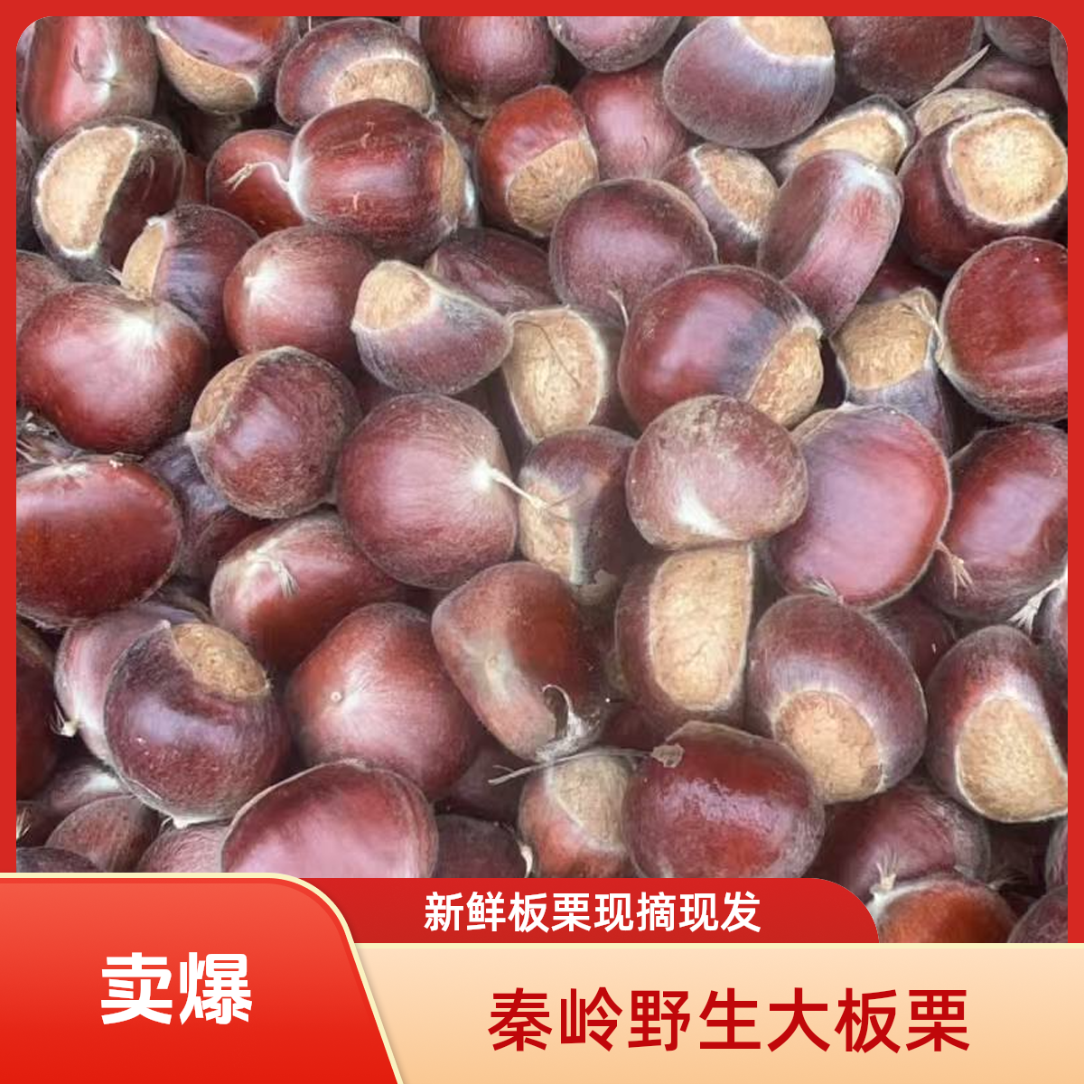 野生大板栗秦岭山区毛板栗油栗子2025新鲜采摘优质特产包邮