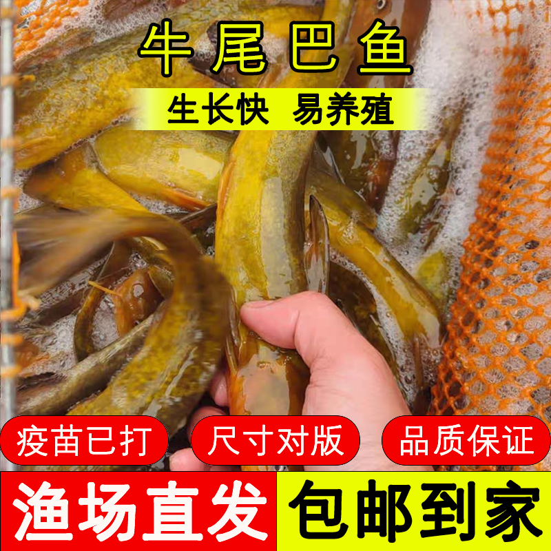 四川牛尾巴鱼活体鱼观赏水族淡水饲养