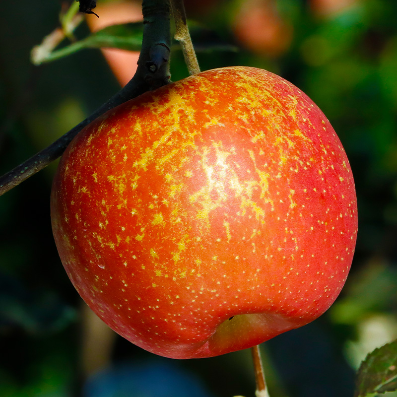 【正宗云南昭通丑苹果】2025年云南昭通冰糖心丑苹果新鲜脆2斤/5斤