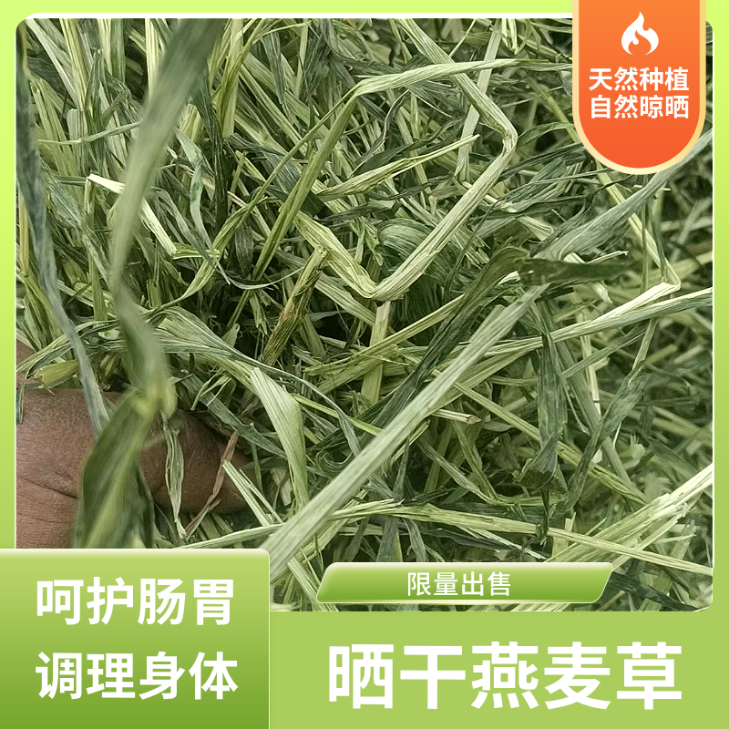 【25年晒干燕麦草】高纤维宠物专用牧草兔子龙猫荷兰猪磨牙食物营养