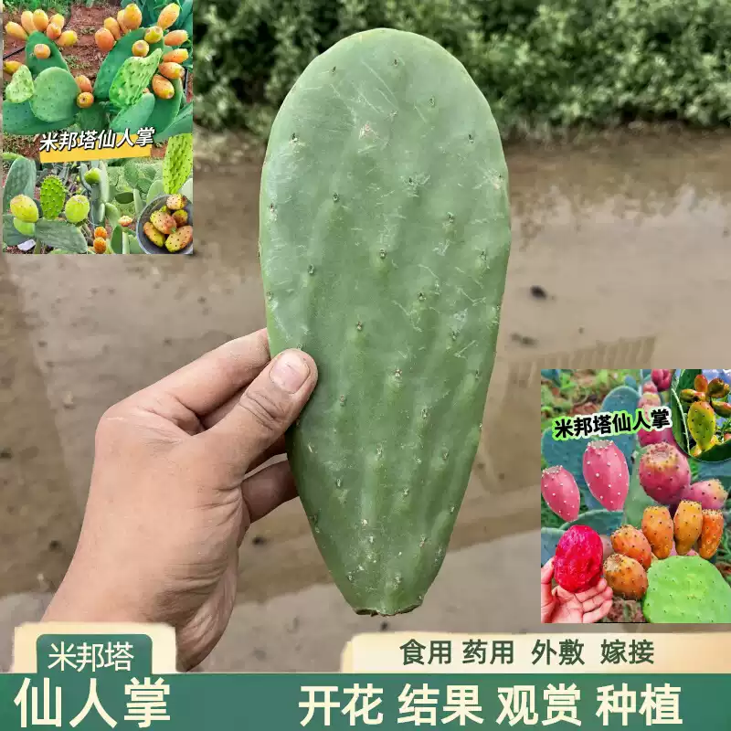 米邦塔仙人掌绿植盆栽地栽开花结大果可食用易养耐旱室内多肉盆栽