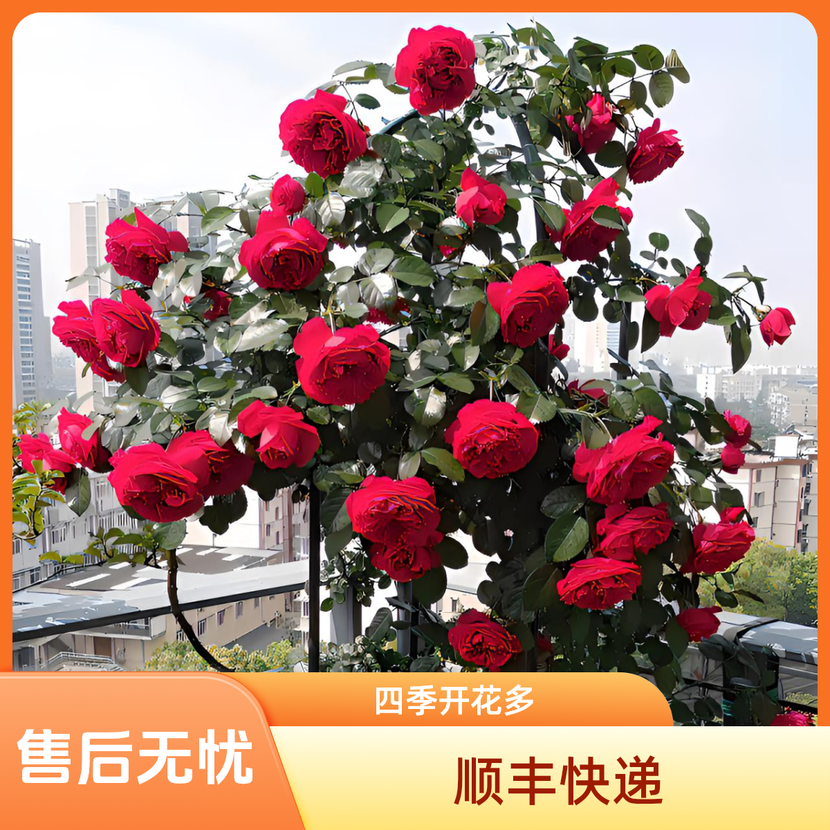 【顺丰包邮】佛罗伦蒂娜爬藤月季花期多季节重复开花大花品种包成活
