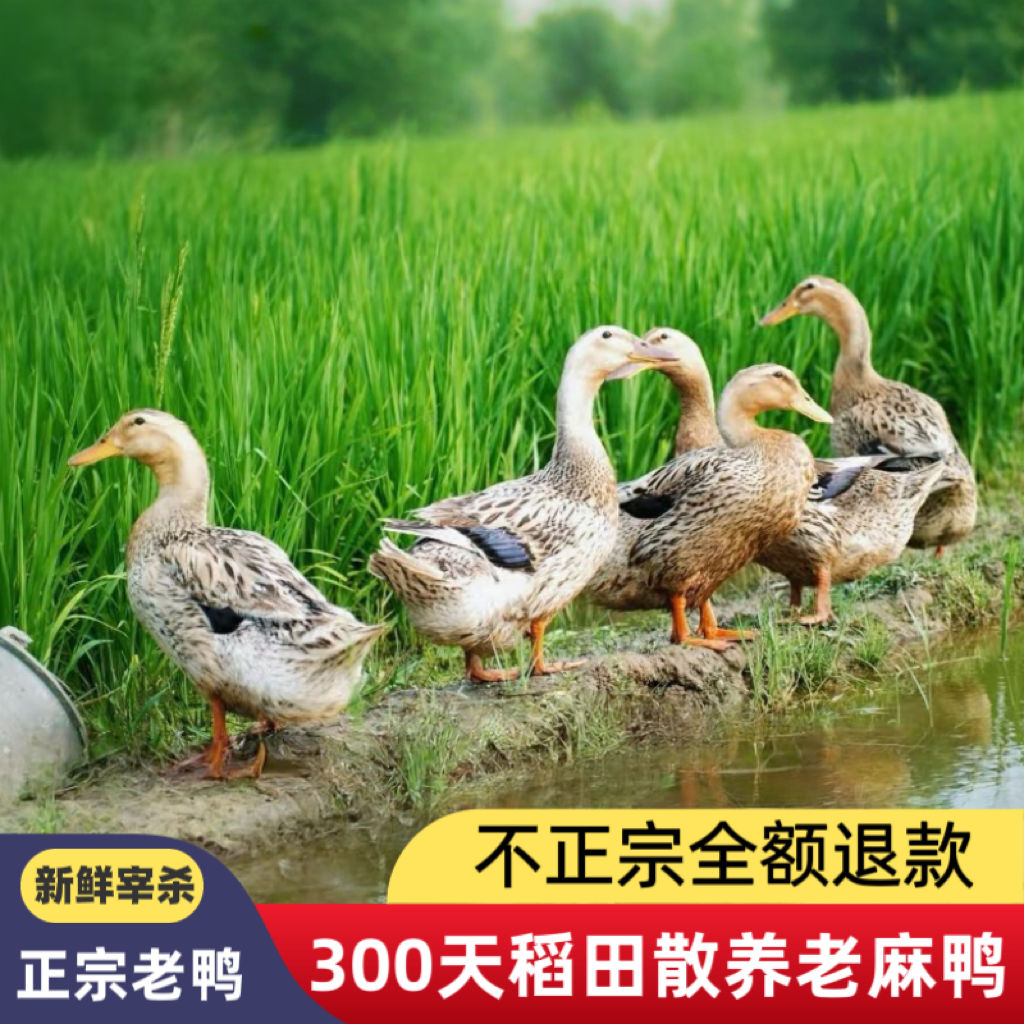 四川稻田散养壮年鸭（黄皮红肉~带内脏）京东冷链 净重4斤