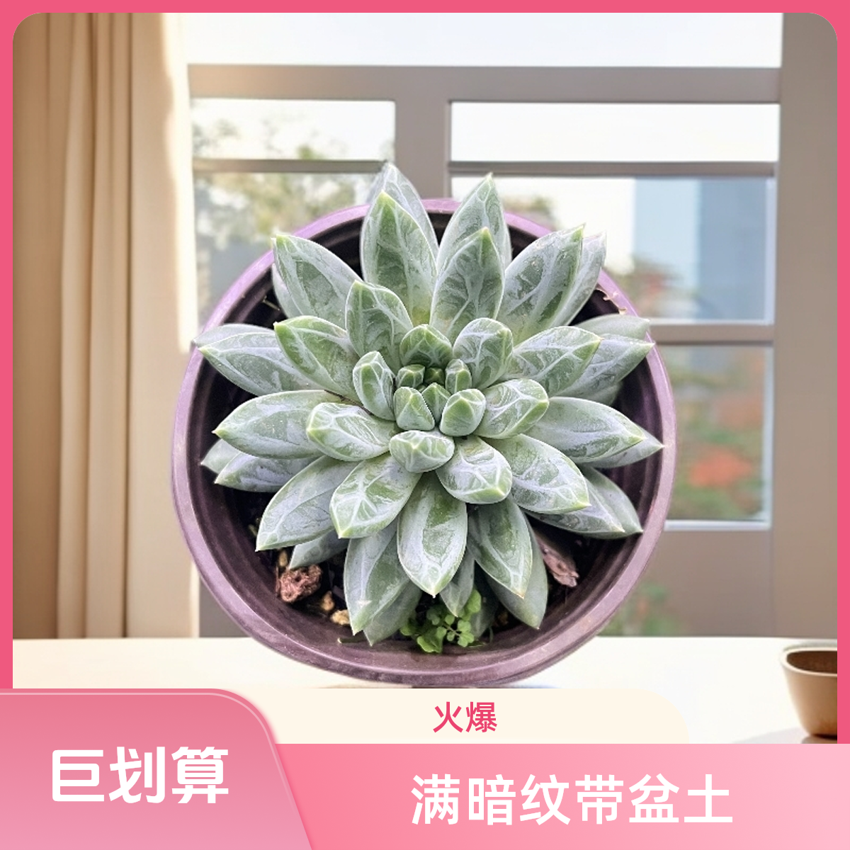 青花瓷多肉 全羽毛琉璃暗纹带盆土（任意2单包邮）