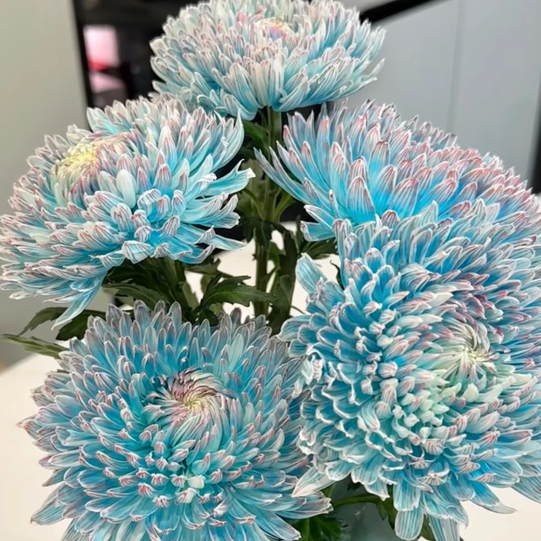 云南玉叶鲜花【牡丹菊】零下温度不拍保温棉冻坏不售后