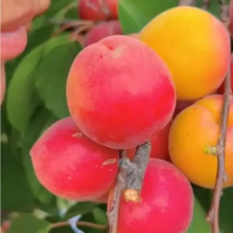 纯甜大果嫁接巨蜜红杏树苗地栽耐寒盆栽适合南北方种植庭院种植