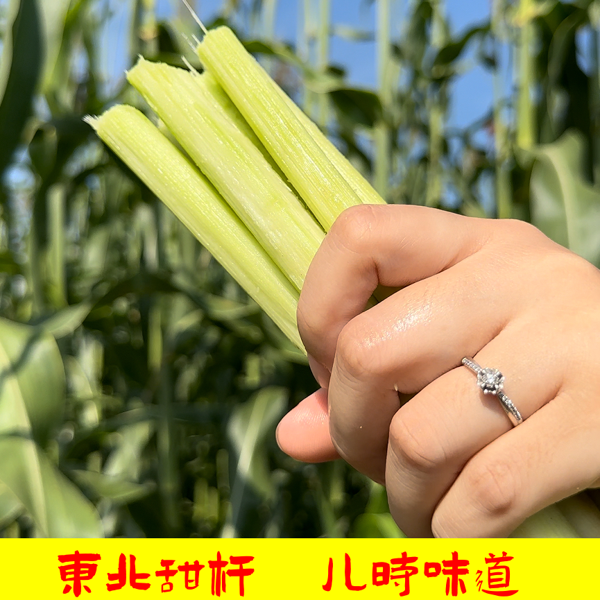 【爆甜】东北新鲜甜杆甜芦粟青皮小甘蔗清香可口顺丰冷链现砍现发