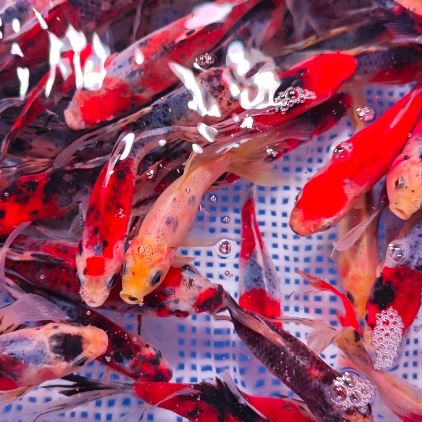 源头渔场兰花草金 9-12厘米 5尾温顺好养随机搭配 包邮包损