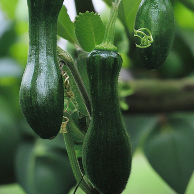 新鲜嫩南瓜蔬菜现摘青绿小倭瓜青窝瓜农家自种包饺子包子馅料应季
