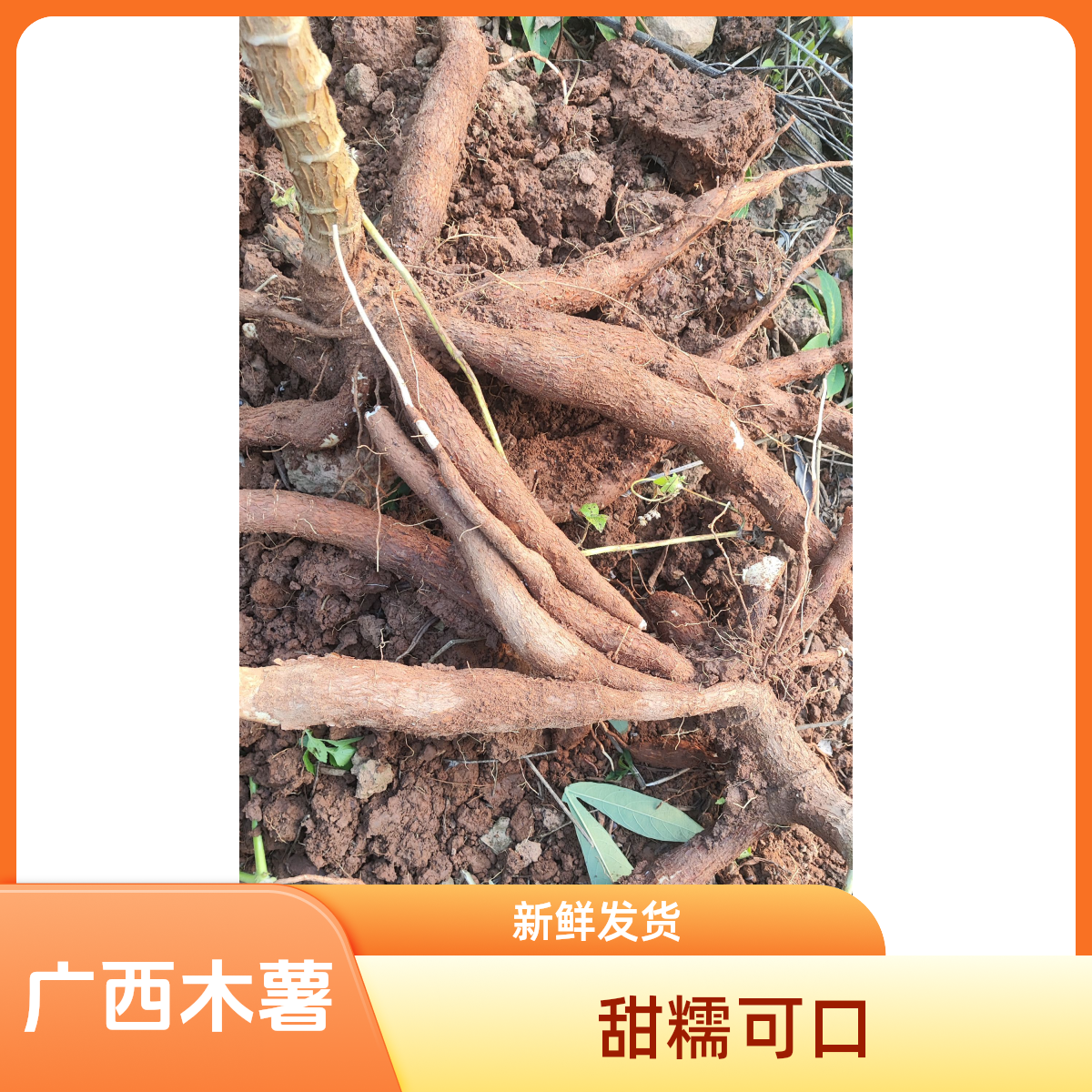 广西现挖现发黄心木薯清甜可口口感粉糯可做木薯糖水