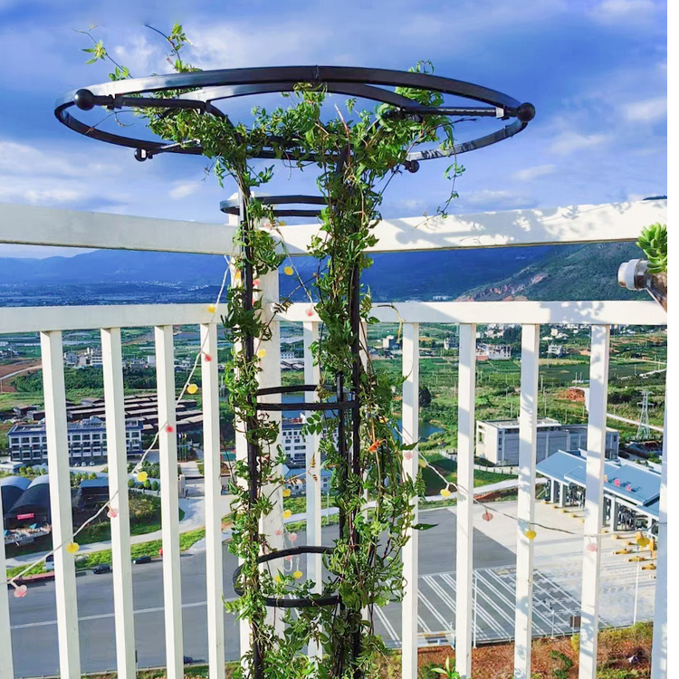 伞形花架月季爬藤架园艺支架阳台庭院户外玫瑰攀爬支撑花架支撑杆